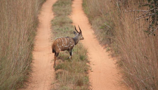 Kissama National Park Safari Tour - Foto 4